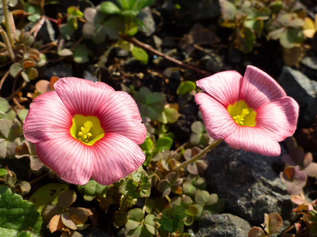 Oxalis obtusa photo
